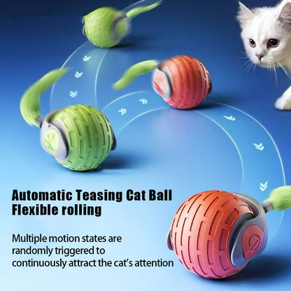 Cat chasing the rolling ball