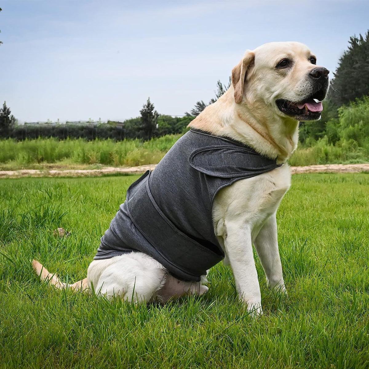 Dog wearing the Calming Wrap